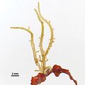Talli giovani epifiti su Sargassum sp